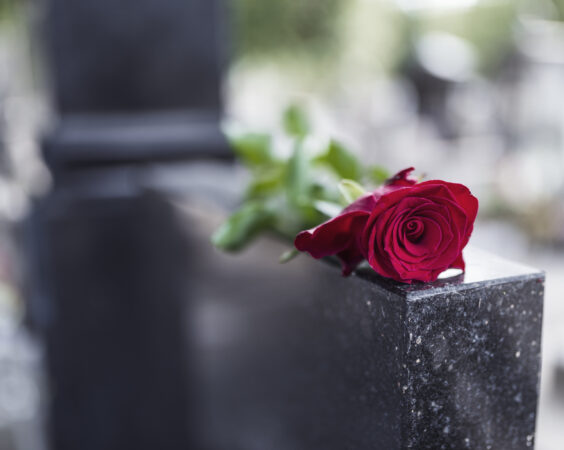 Red rose on grave Rose on tombstone. Red rose on grave. Love - loss. Flower on memorial stone close up. Tragedy and sorrow for the loss of a loved one. Memory. Gravestone with withered rose